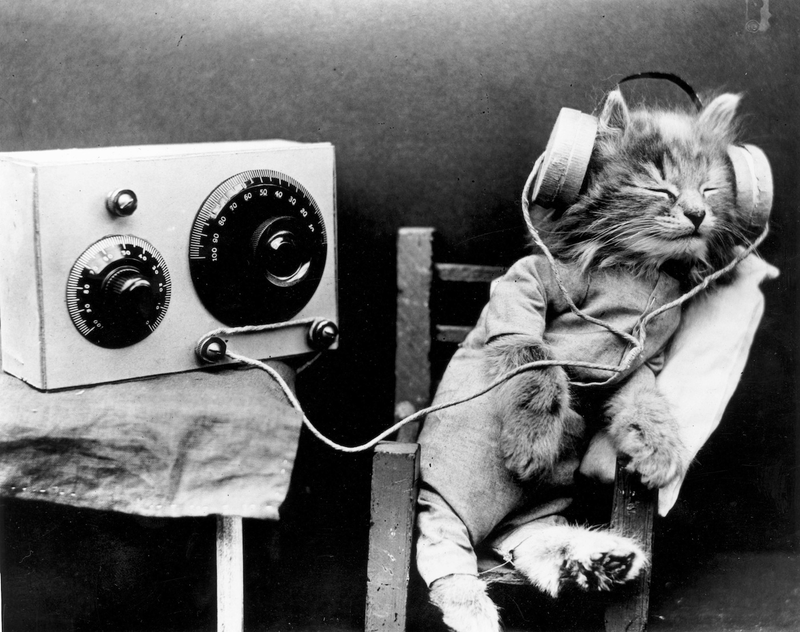 Illustration for article titled Vintage Photos Reveal Century-Long Obession with Dressing Up Pets